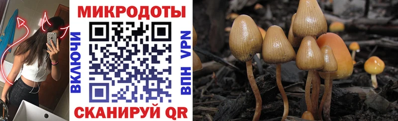где купить наркоту  Кизилюрт  Галлюциногенные грибы Psilocybine cubensis 